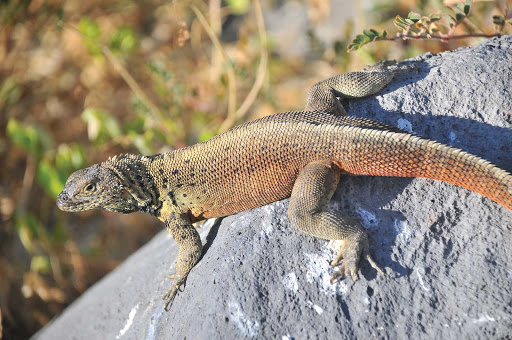Galapagos_lizard - The Galapagos lizard, one of the critters guests might spot when exploring the Galapagos Islands. Wildlife is a huge part of itineraries in the region.
