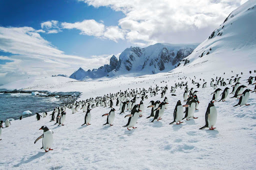 Antarctica-Mountain-Landscape-Penguin-Crew-Shot - A large group of penguins encountered by participants in a G Adventures expedition.