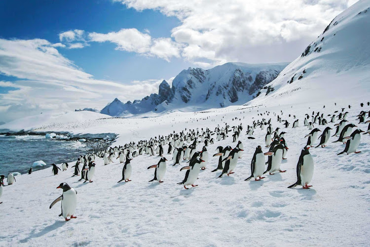 A large group of penguins encountered by participants in a G Adventures expedition.