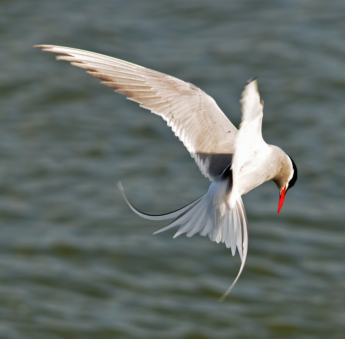 Arctic Tern - Kría