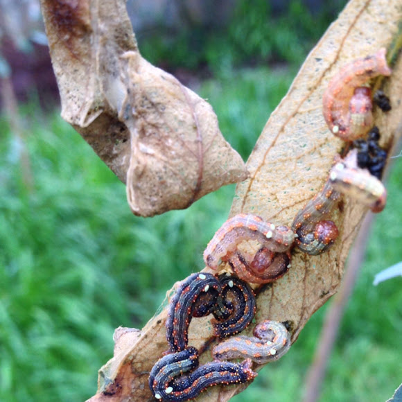 Autumn Gum Moth Project Noah