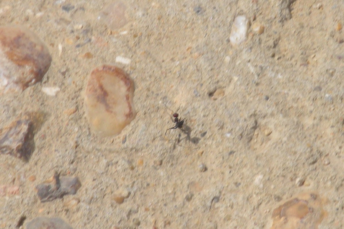Desert Ant