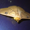 Dasypodia selenophora (♀)