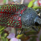 Stigmodera beetle