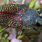Stigmodera beetle