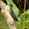 Little Blue Heron