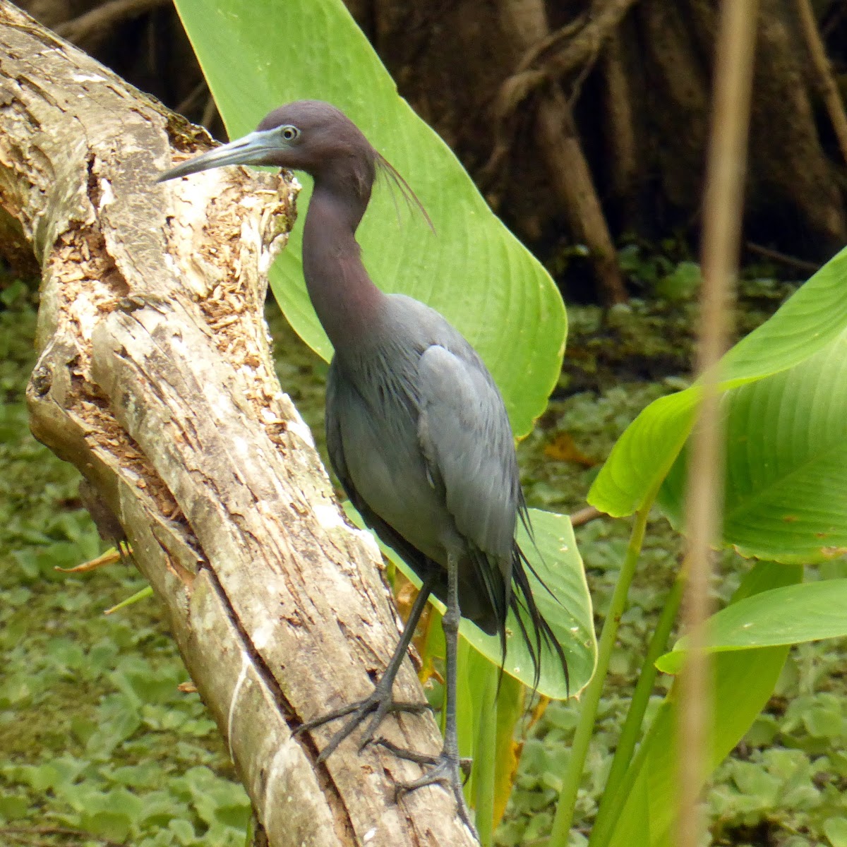 Little Blue Heron