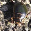 Great Diving Beetle (male)