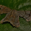 Dysaethria Moth