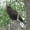 Brown snake-eagle
