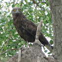 Brown snake-eagle