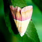 Pink banded Cutworm Moth