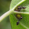 Hormigas buscando nectar