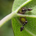 Hormigas buscando nectar