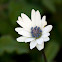 Heldreich's broad leaved Anemone