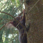 Red squirrel