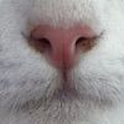 Nyaaaan