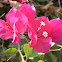 Bougainvillea