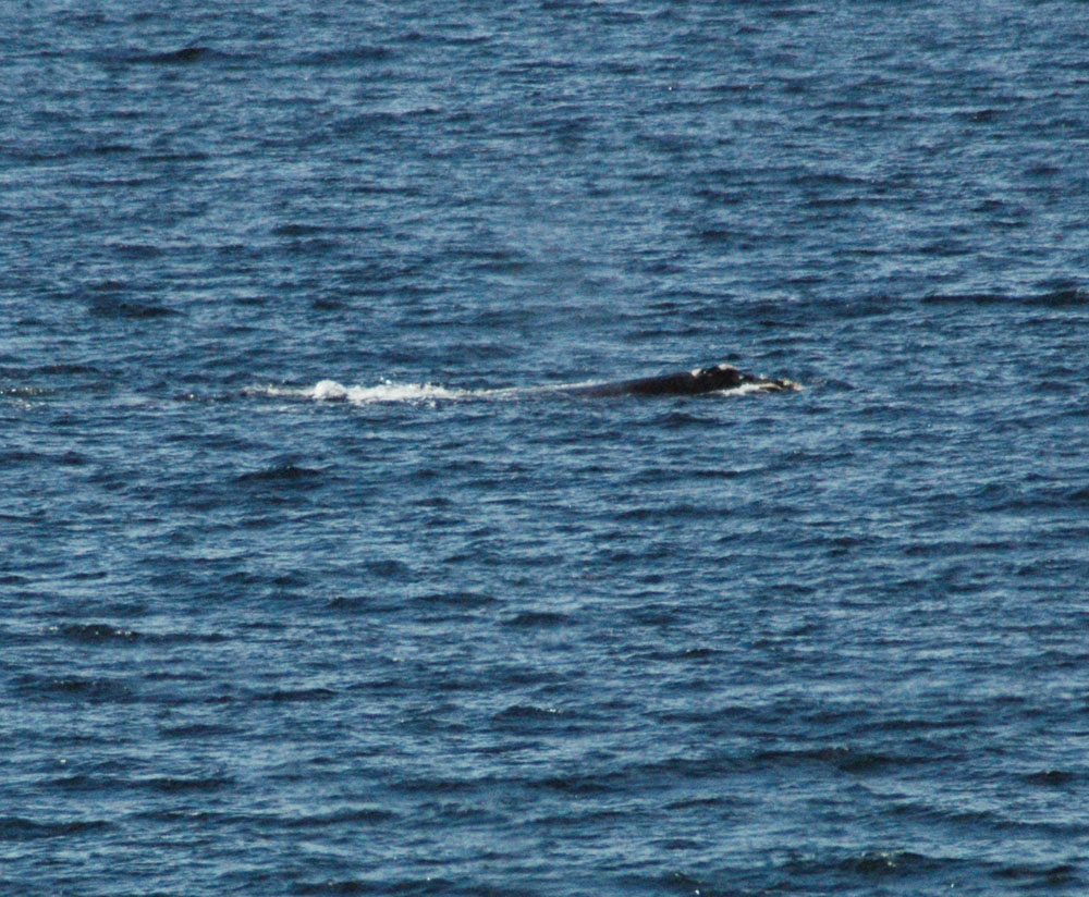 Southern Right Whale 