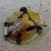 tortoise shell beetle