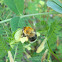 Bumblebee / Bumbar