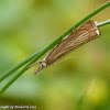 Garden grass-veneer moth