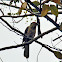 Asian Koel (female)