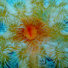 Giant plumose anemone