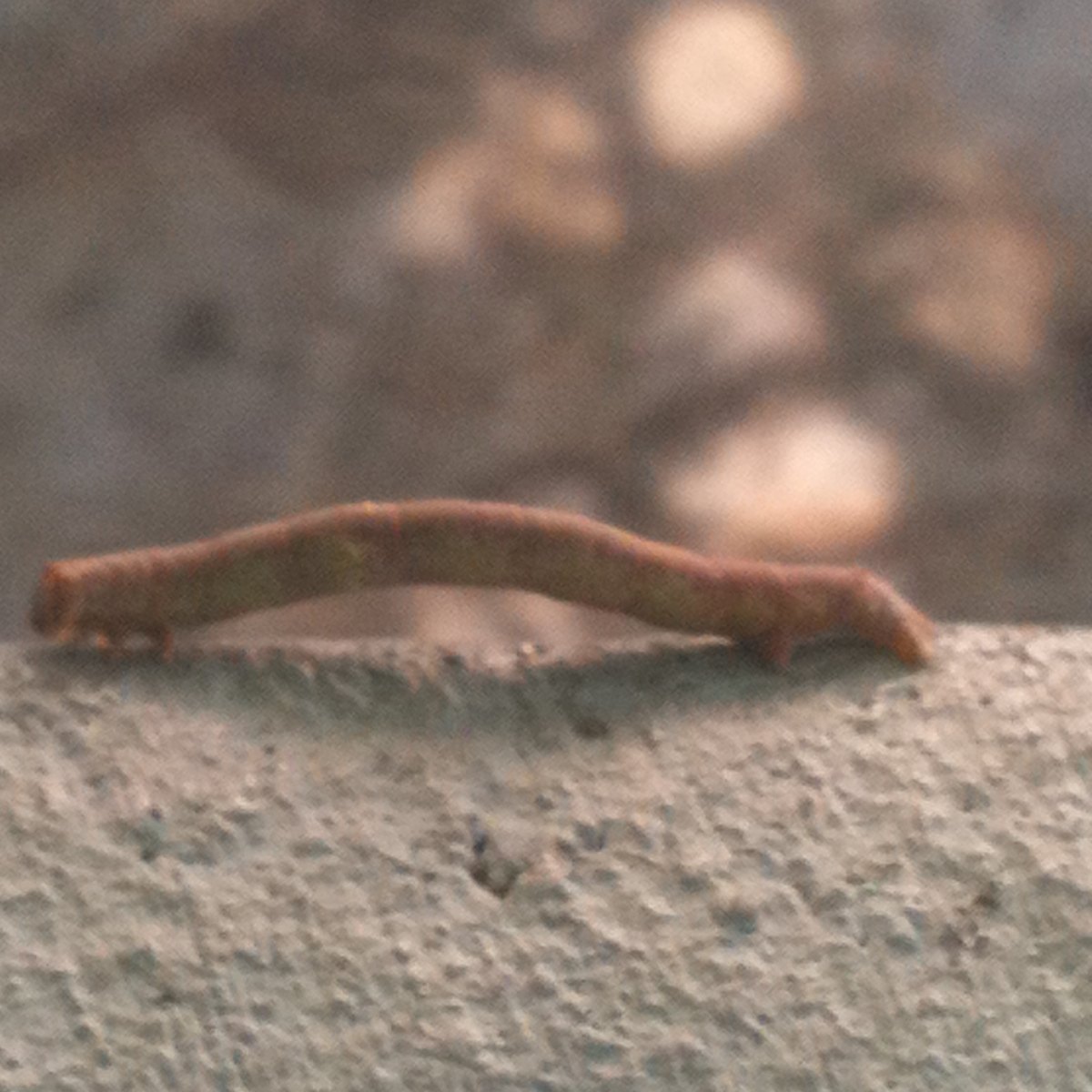 Inchworm