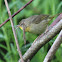 Common Yellowthroat