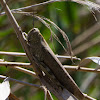 Egyptian Grasshopper or Locust; Langosta egipcia