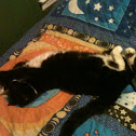 Short-haired domestic Tuxedo cat, aka Loki.