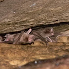 murcielgo vampiro - common vampire bat