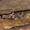 murcielgo vampiro - common vampire bat