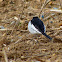 Japanese Pied Wagtail