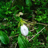 Pink Lady Slipper