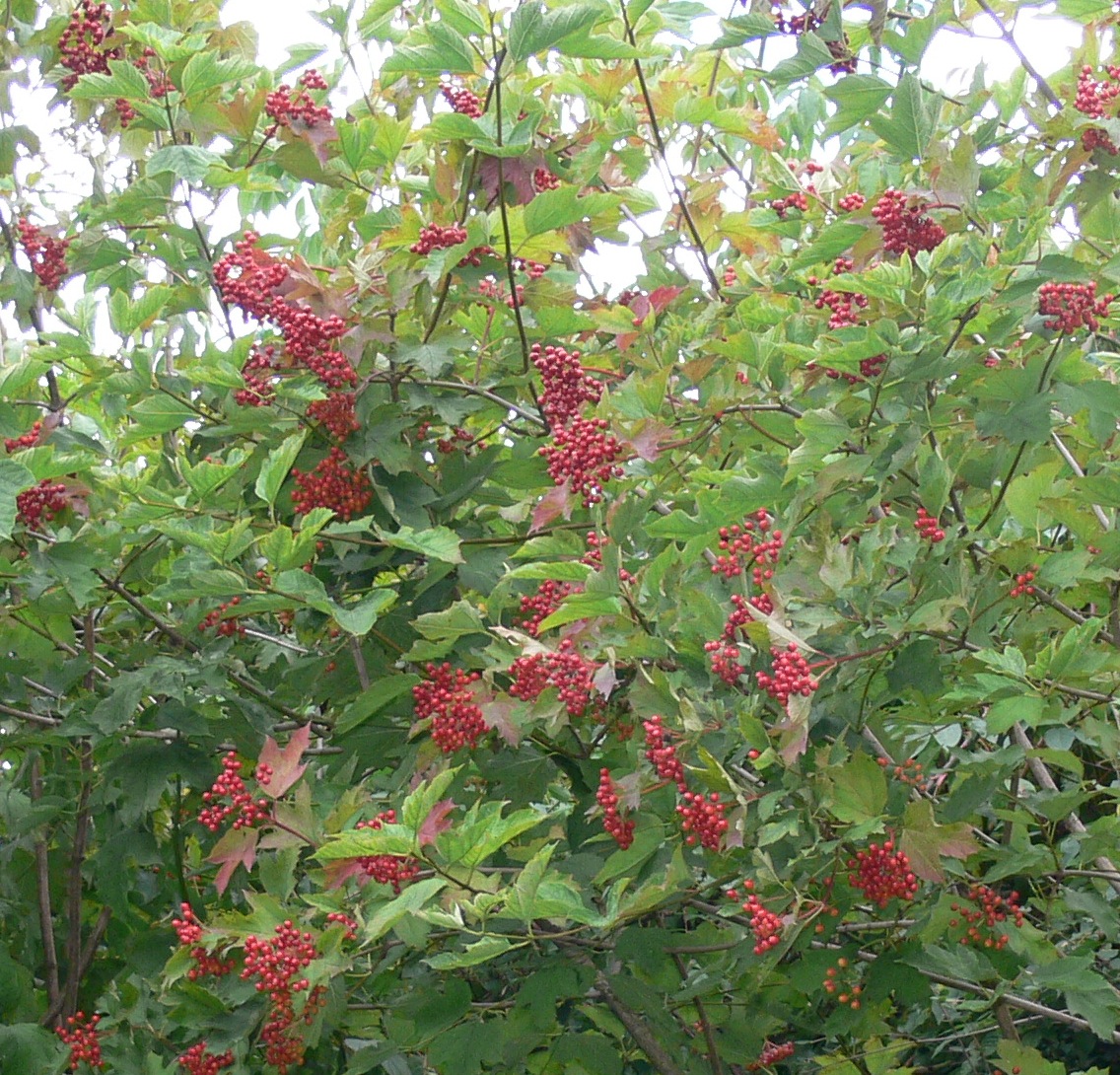 Guelder rose berries