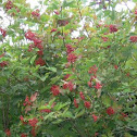 Guelder rose berries
