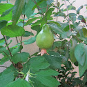 Pomegranetes