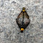 Golden-backed snipe fly