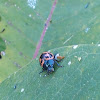 Swamp Milkweed Swamp Beetle