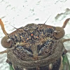Davis' Southeastern Dog-Day Cicada