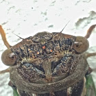 Davis' Southeastern Dog-Day Cicada