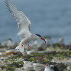 Common Tern