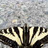 Canadian Tiger Swallowtail Butterfly (male)