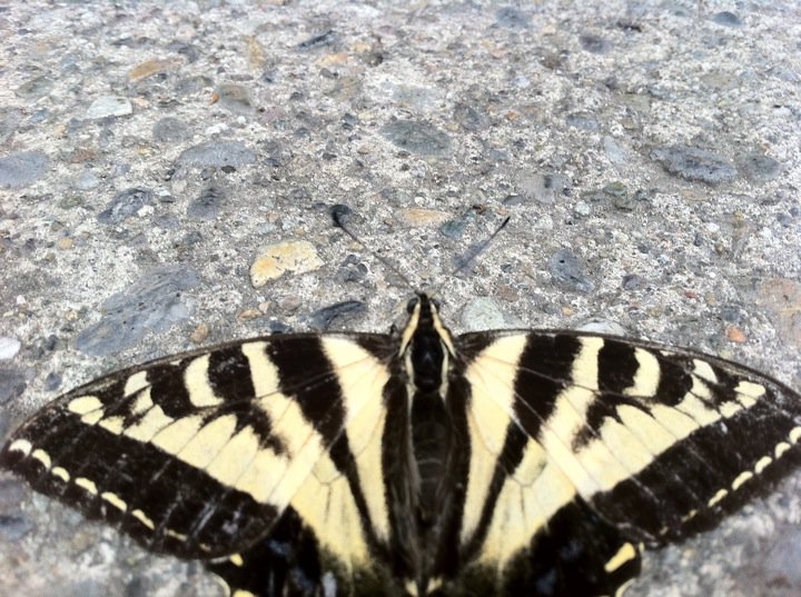 Canadian Tiger Swallowtail Butterfly (male)