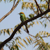 Little Green Bee-eater