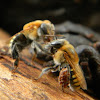 Abeja sin aguijon / Stingless Honey Bee