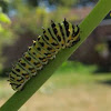 Anise Swallowtail caterpillar