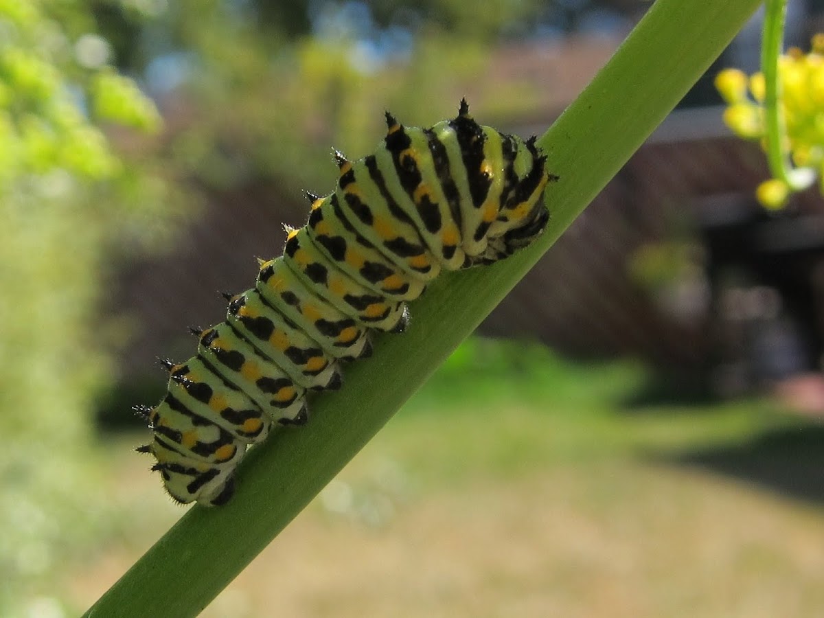 Anise Swallowtail caterpillar